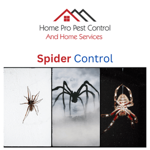 A Safe and Effective Solution to Pest Problems: BPC Pest Control